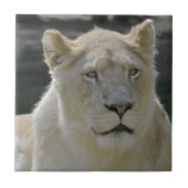 Portret van witte leeuwen tegeltje (Voorkant)