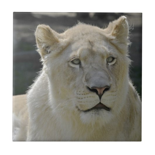 Portret van witte leeuwen tegeltje (Voorkant)