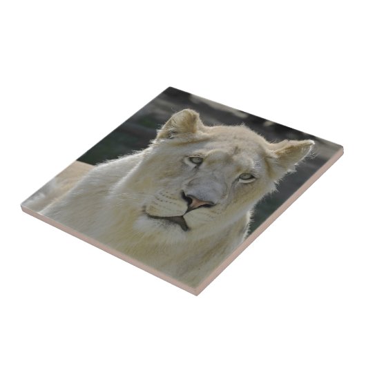 Portret van witte leeuwen tegeltje (Zijkant)
