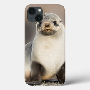 Portret van zeehondje op het strand iPhone 13 hoesje