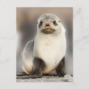 Portret van zeehondjong op het strand briefkaart