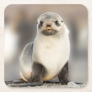 Portret van zeehondjong op het strand vierkante kartonnen onderzetter