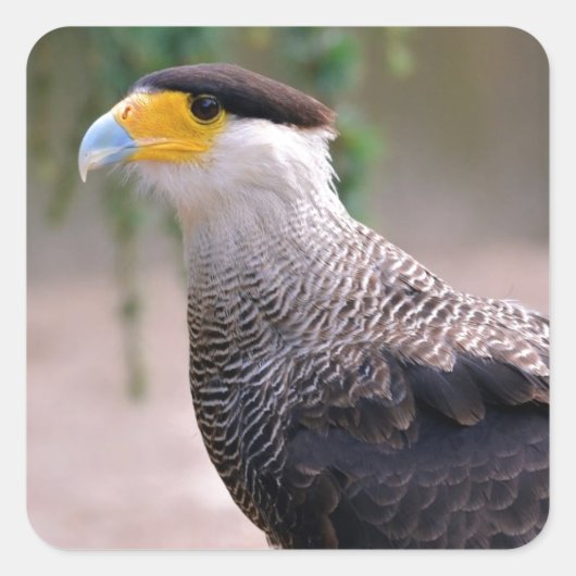 Portret van Zuid-Crested Caracara Vierkante Sticker (Voorkant)