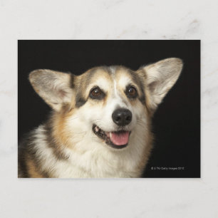 Portret van zwarte, bruine en witte Corgi Briefkaart