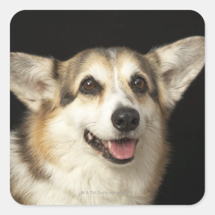 Portret van zwarte, bruine en witte Corgi Vierkante Sticker