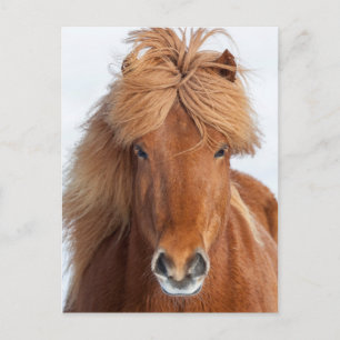 Portret voor bruin IJslandse paarden Briefkaart