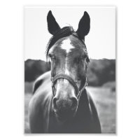 Portret voor zwart-wit paard afdrukken