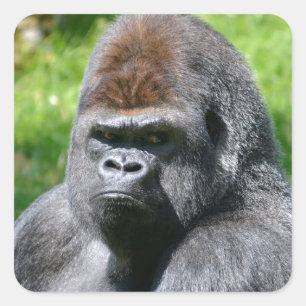 Portret westerne laaglandgorilla vierkante sticker