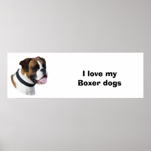 Portretfoto van Boxer-hond Poster