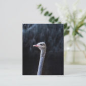 Portretostrip (Staand voorkant)