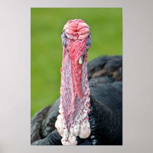 Portretschildpad Poster (Voorkant)