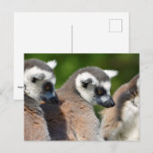 Portretstaartcitroenen Briefkaart (Voorkant / Achterkant)