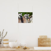 Portretstaartcitroenen Poster (Keuken)