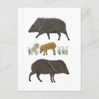 Portretwoestijndieren uit de familie Javelina