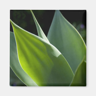 Portugal, Madeira, Funchal. Botanisch Magneet