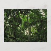 Portugal Madère : Carte postale Canopée Lushness (Devant)