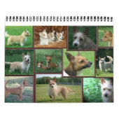 Portugees kalender Podengo Pequeno (Hoes)