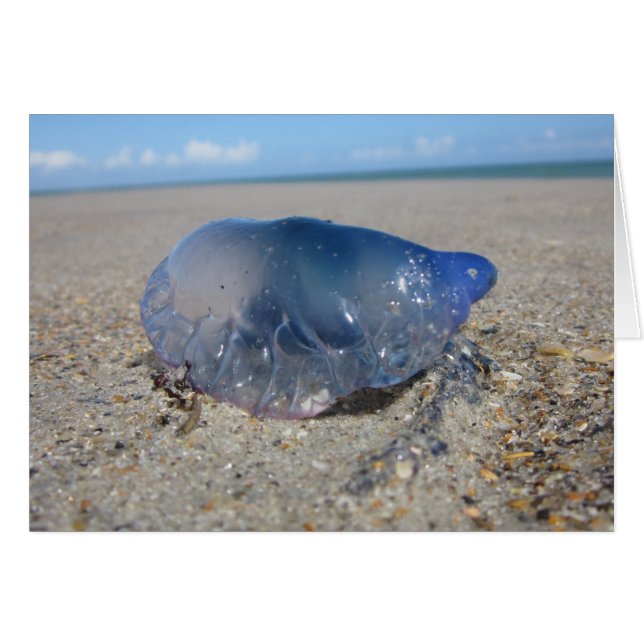 Portugees Man II (Voorkant Horizontaal)