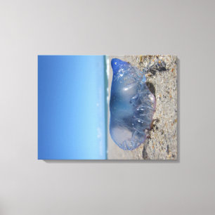 Portugees Man O' War Canvas Afdruk