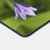 Portugees Squill Flowers Closeup Natuur Foto Bureaumat (Hoek)