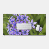 Portugees Squill Flowers Closeup Natuur Foto Bureaumat (Keyboard & Muis)