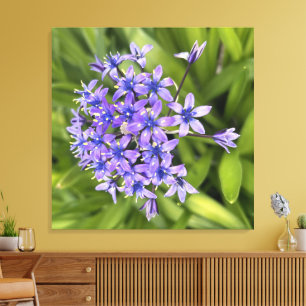 Portugees Squill Flowers Closeup Natuur Foto Canvas Afdruk