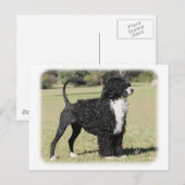 Portugese waterhond 9Y510D-145 Briefkaart (Voorkant / Achterkant)