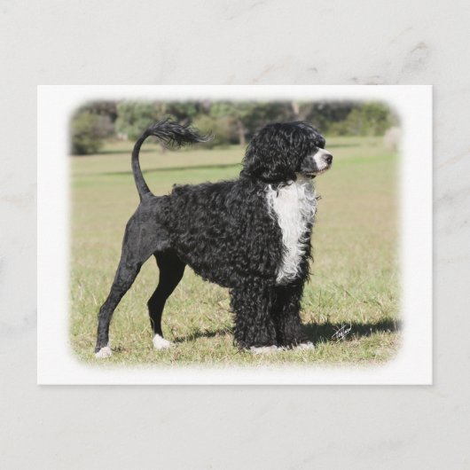 Portugese waterhond 9Y510D-145 Briefkaart (Voorkant)