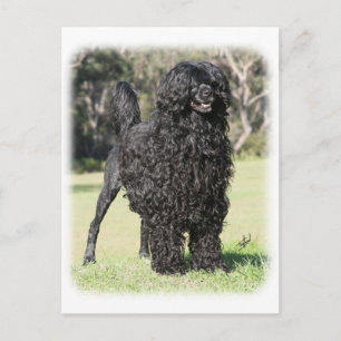 Portugese waterhond 9Y510D-338 Briefkaart