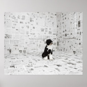 Portugese waterhond in een ruimte die onder de ric poster