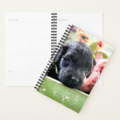 Portuguese Water Dog Planner Sweet (Devant avec enveloppe)