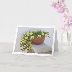 Portulaca, sappige bloeiende plant kaart