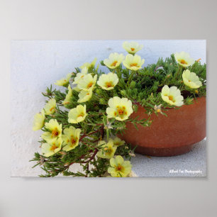 Portulaca, sappige bloeiende plant poster