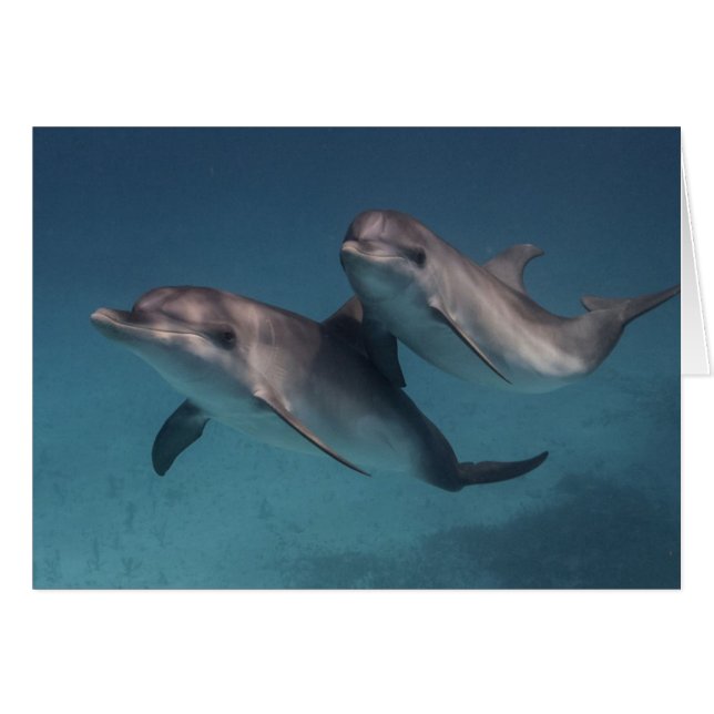 Pose afspelen (Voorkant Horizontaal)