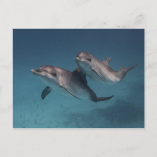 Pose afspelen briefkaart