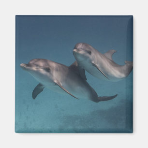 Pose afspelen magneet