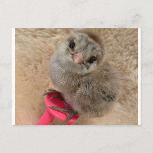 Pose als een kip briefkaart (Voorkant)