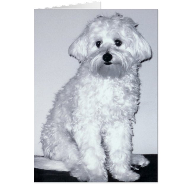 Pose blanche de chiot (Devant)