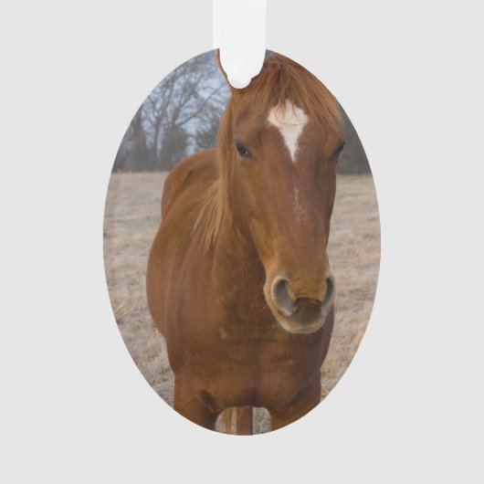 Pose de cheval (devant)