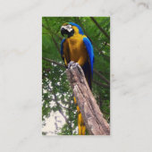 Pose de perroquet ~ Carte de visite (Dos)