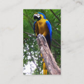 Pose de perroquet ~ Carte de visite (Dos)