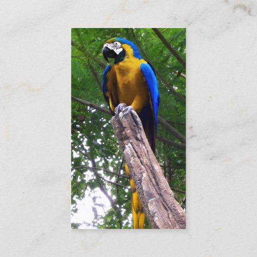 Pose de perroquet ~ Carte de visite (Dos)