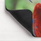 Pose du tapis de souris de perroquet (Coin)