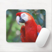 Pose du tapis de souris de perroquet (Avec souris)