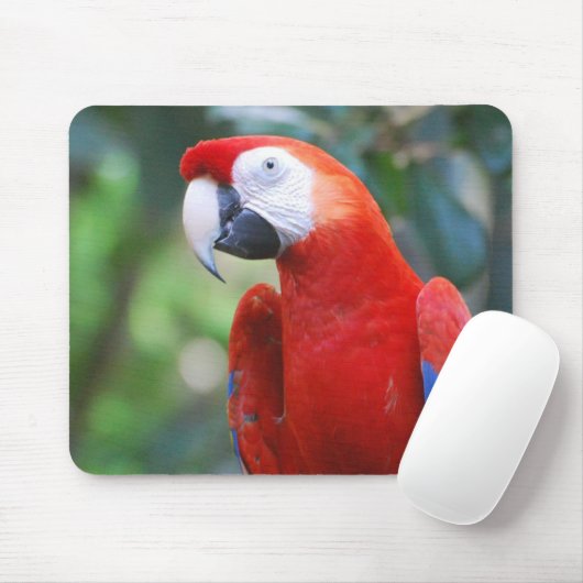 Pose du tapis de souris de perroquet (Avec souris)