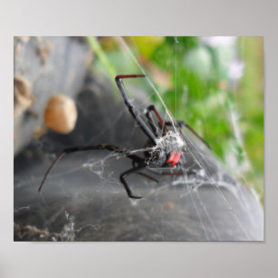 Pose van weduwe poster