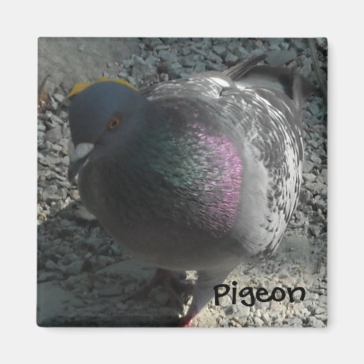 Poseerduif Magneet (Voorkant)