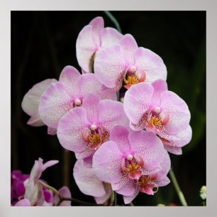 Posh Pink Orchidées Poster