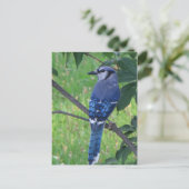 Posing Blue Jay Briefkaart (Staand voorkant)