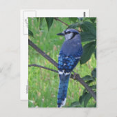 Posing Blue Jay Briefkaart (Voorkant / Achterkant)